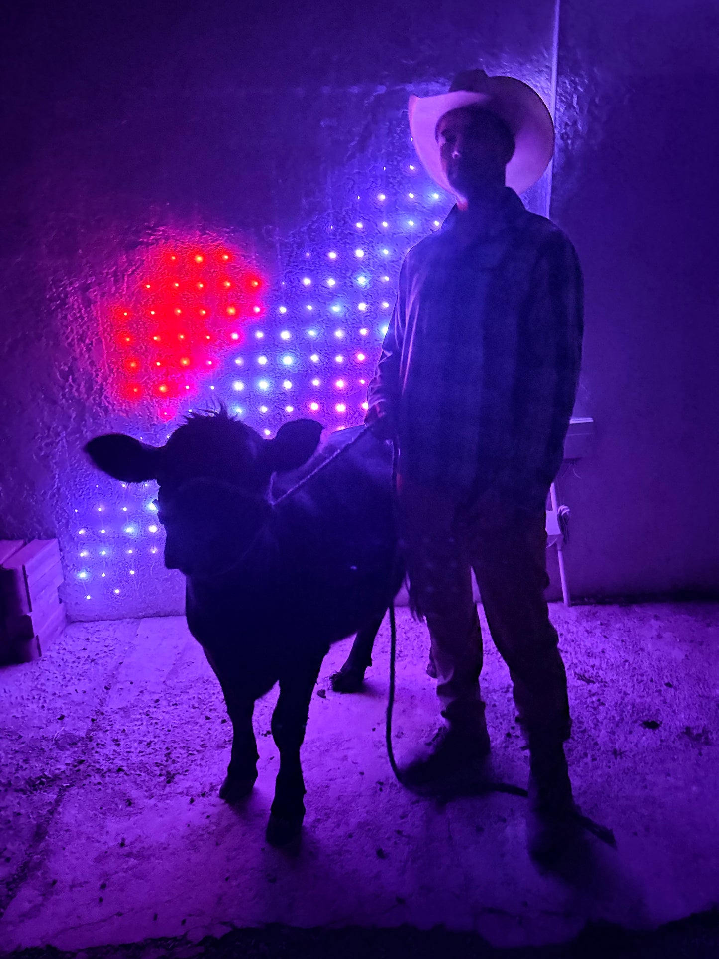 MOOnight Cow Cuddle Experience | (Per Experience Up to 6 people)