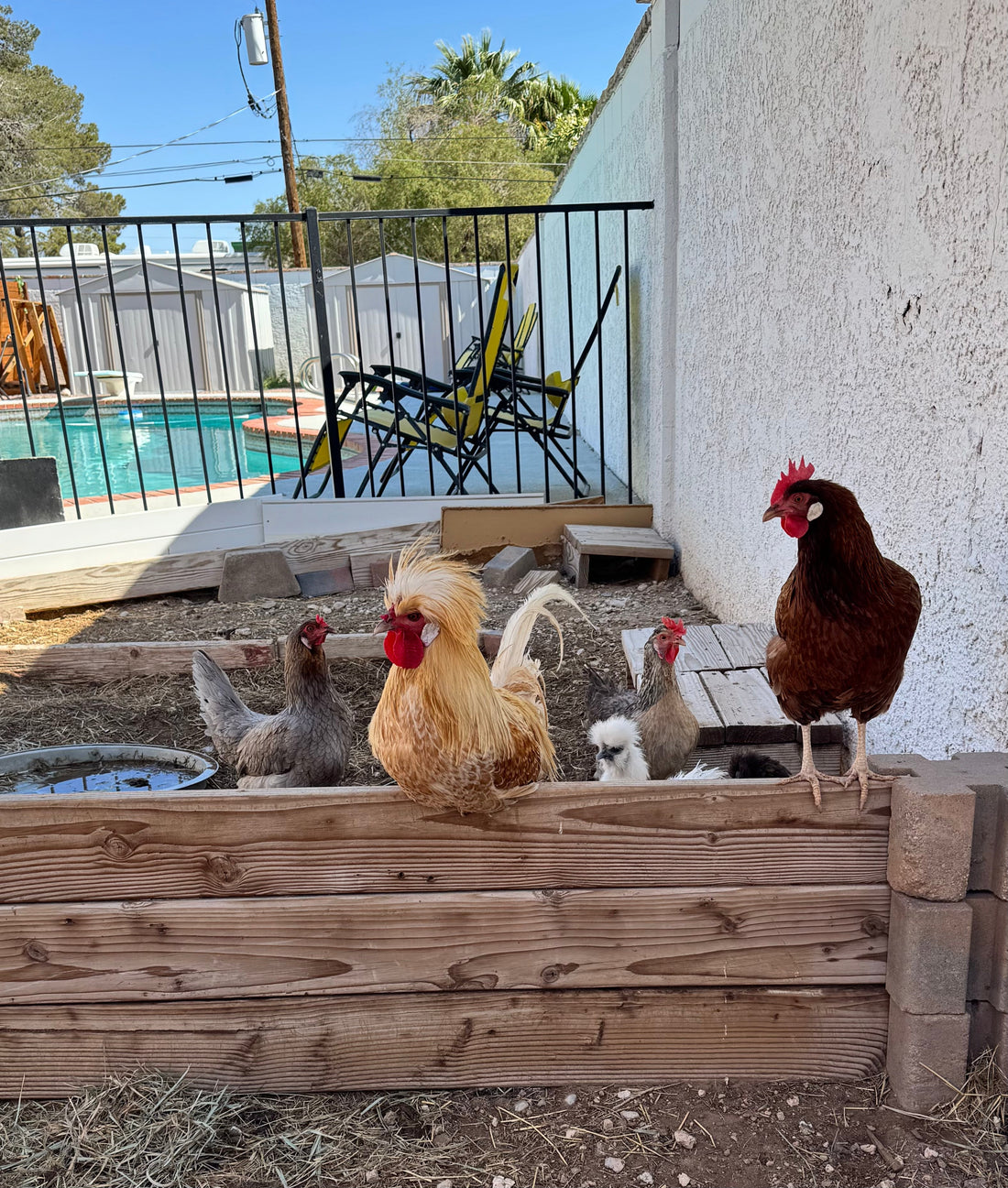 How to care for chickens in the Las Vegas heat