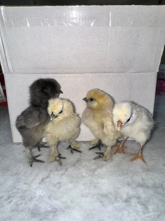 How to care for baby chicks in Las Vegas