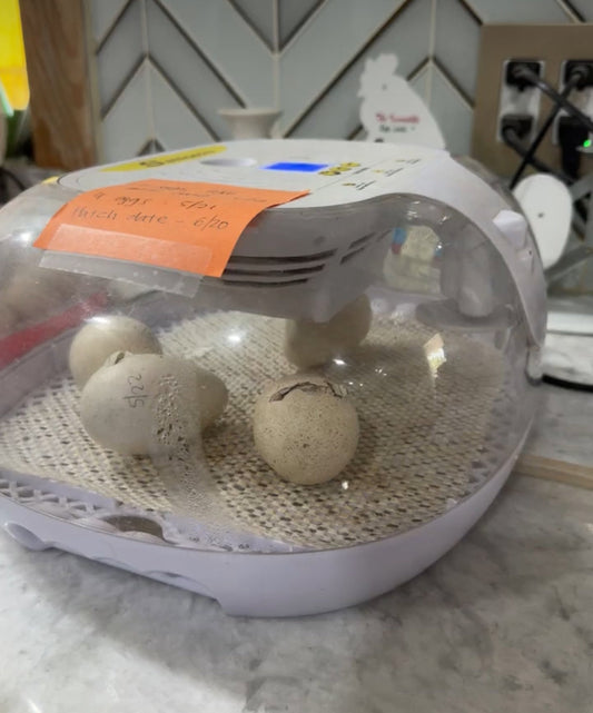 How to hatch turkeys