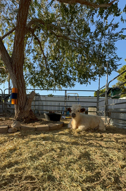 Johnny Cash is home!