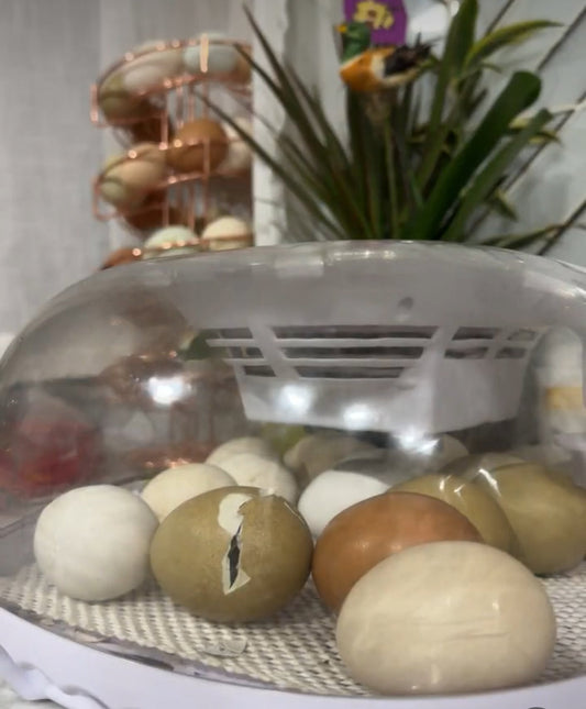 How to hatch chicken eggs