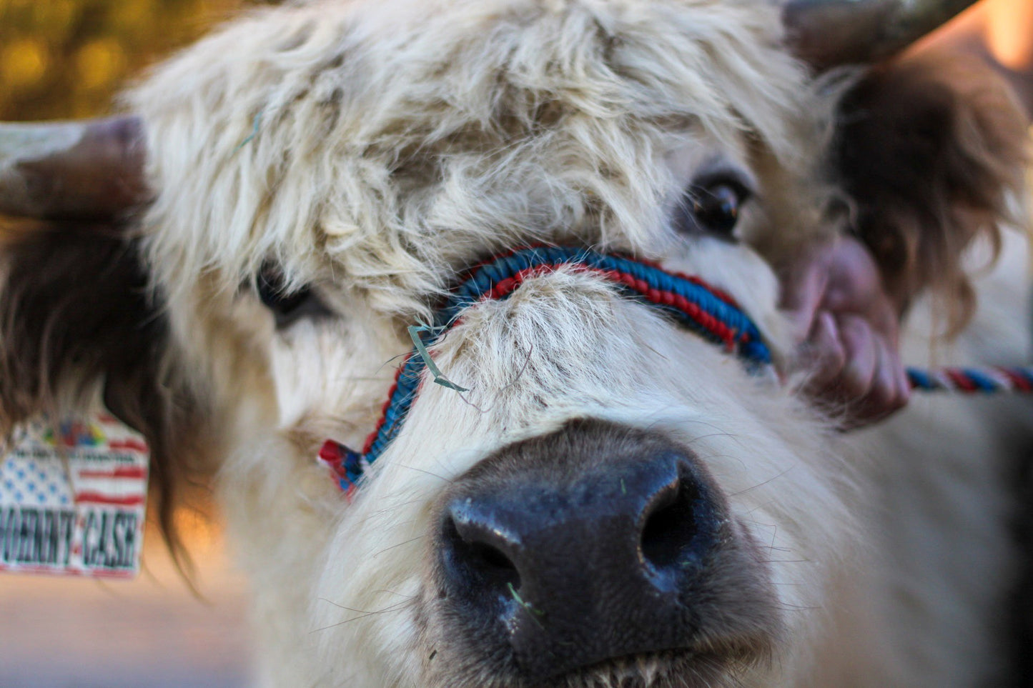 The Lucky 15 Minute Quickie Cow Cuddle Experience