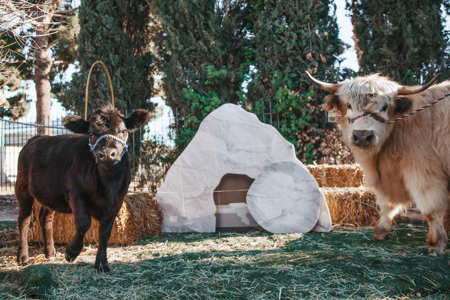 Mini EASTER Cow Cuddle Photo Experience (Per Experience Up to 6 People)