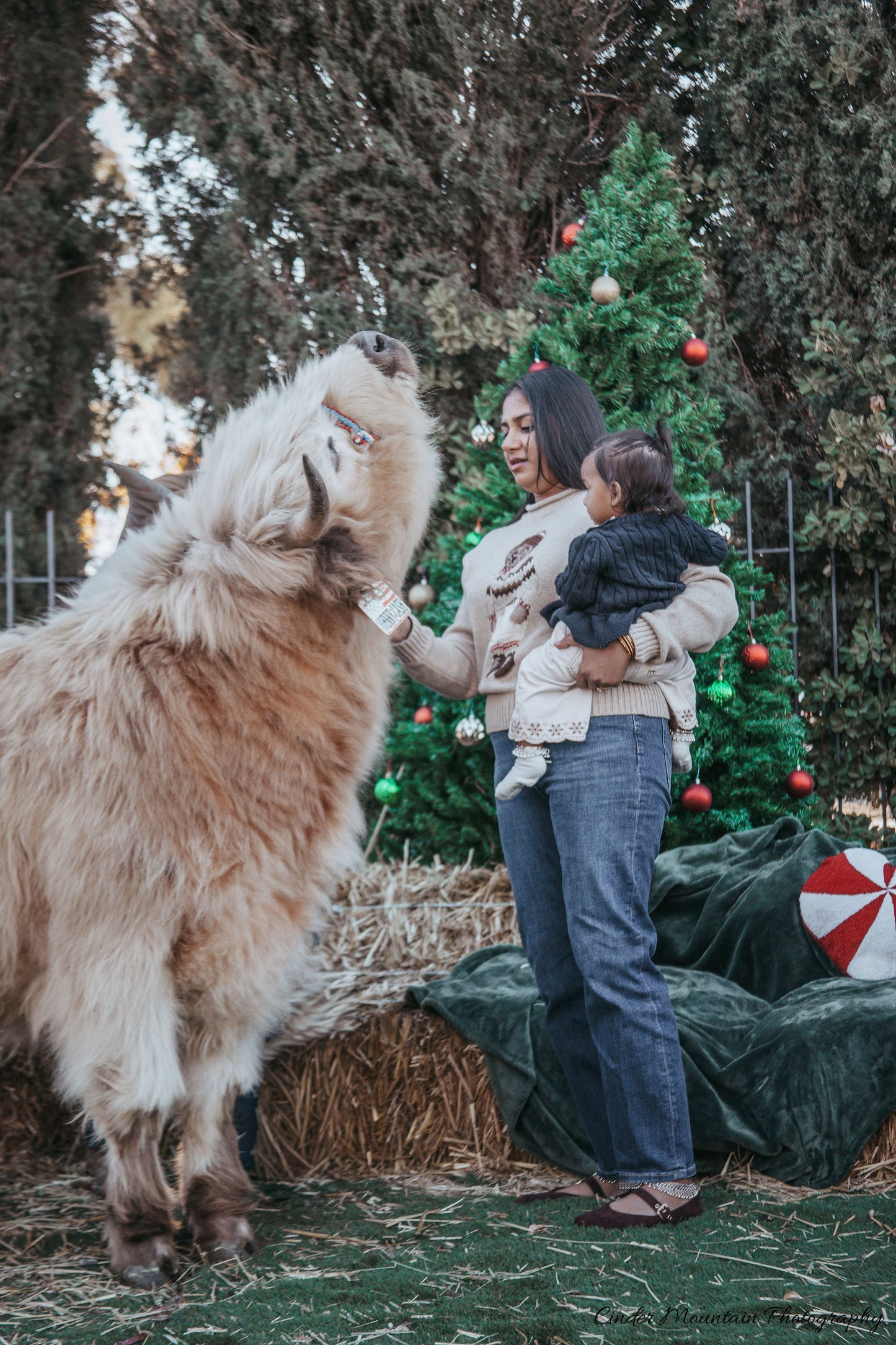 CALL TO BOOK! Cow Cuddle Photo Experience