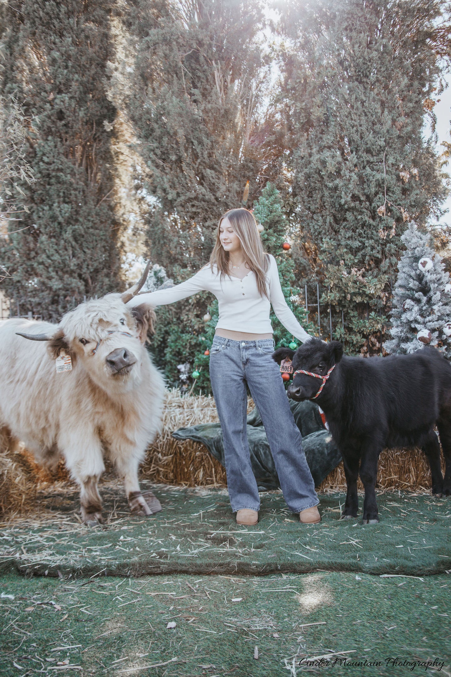 CALL TO BOOK! The Pink Carpet Celebrity Cow Cuddle Experience - 90 Minutes | (Per Experience Up to 6 people)