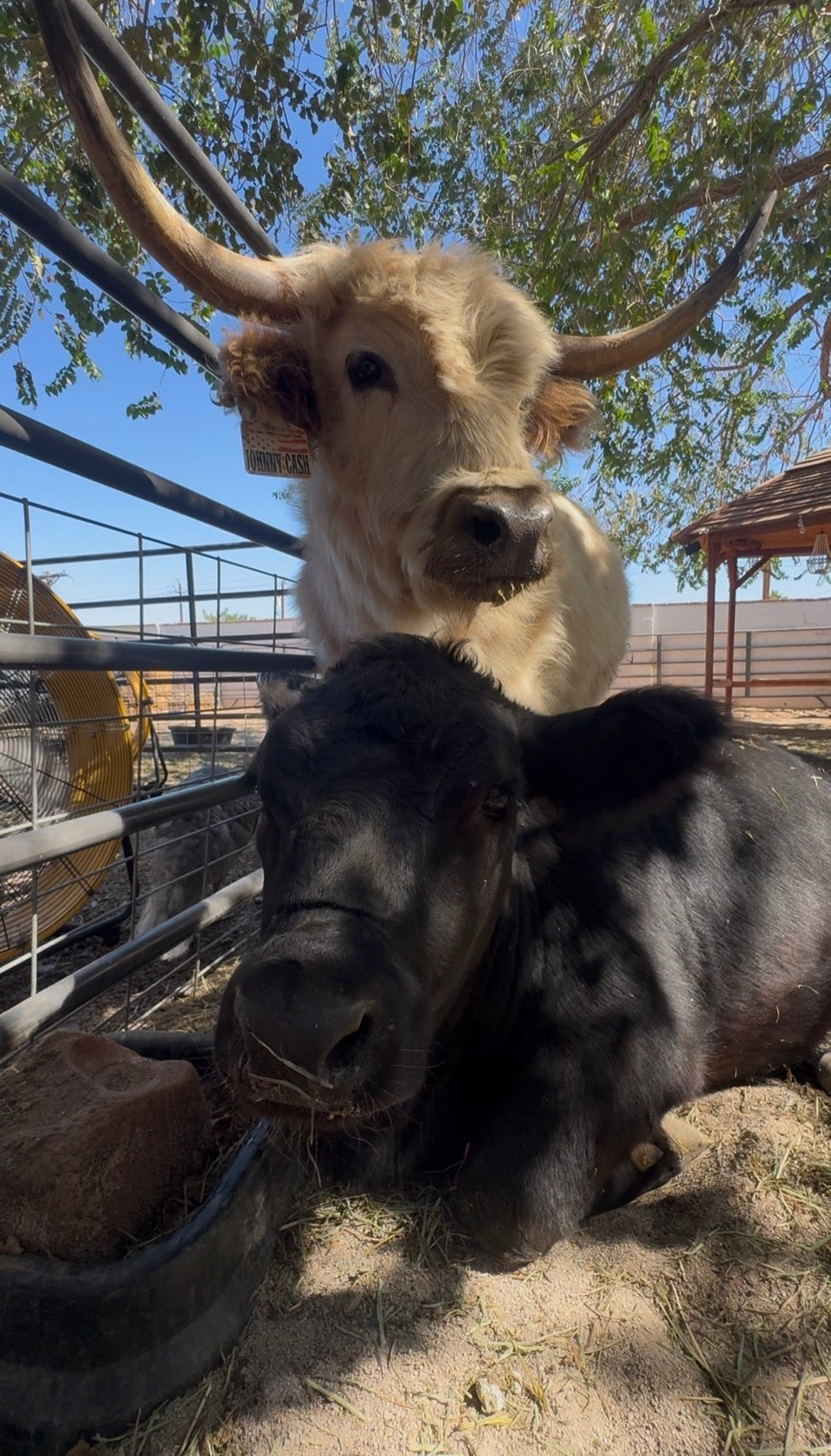 The Quick Cuddle - A 30 Minute Private Cow Cuddle Experience (Per Experience Up to 6 people)