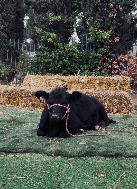 The Lucky 15 Minute Quickie Cow Cuddle Experience