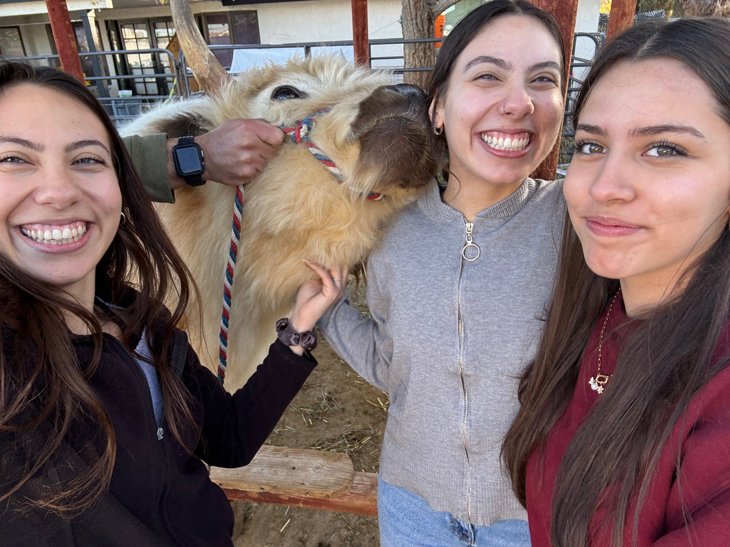 The Vegas VIP Cow Cuddle Experience - 75 Minute Experience | (Per Experience Up to 6 people)