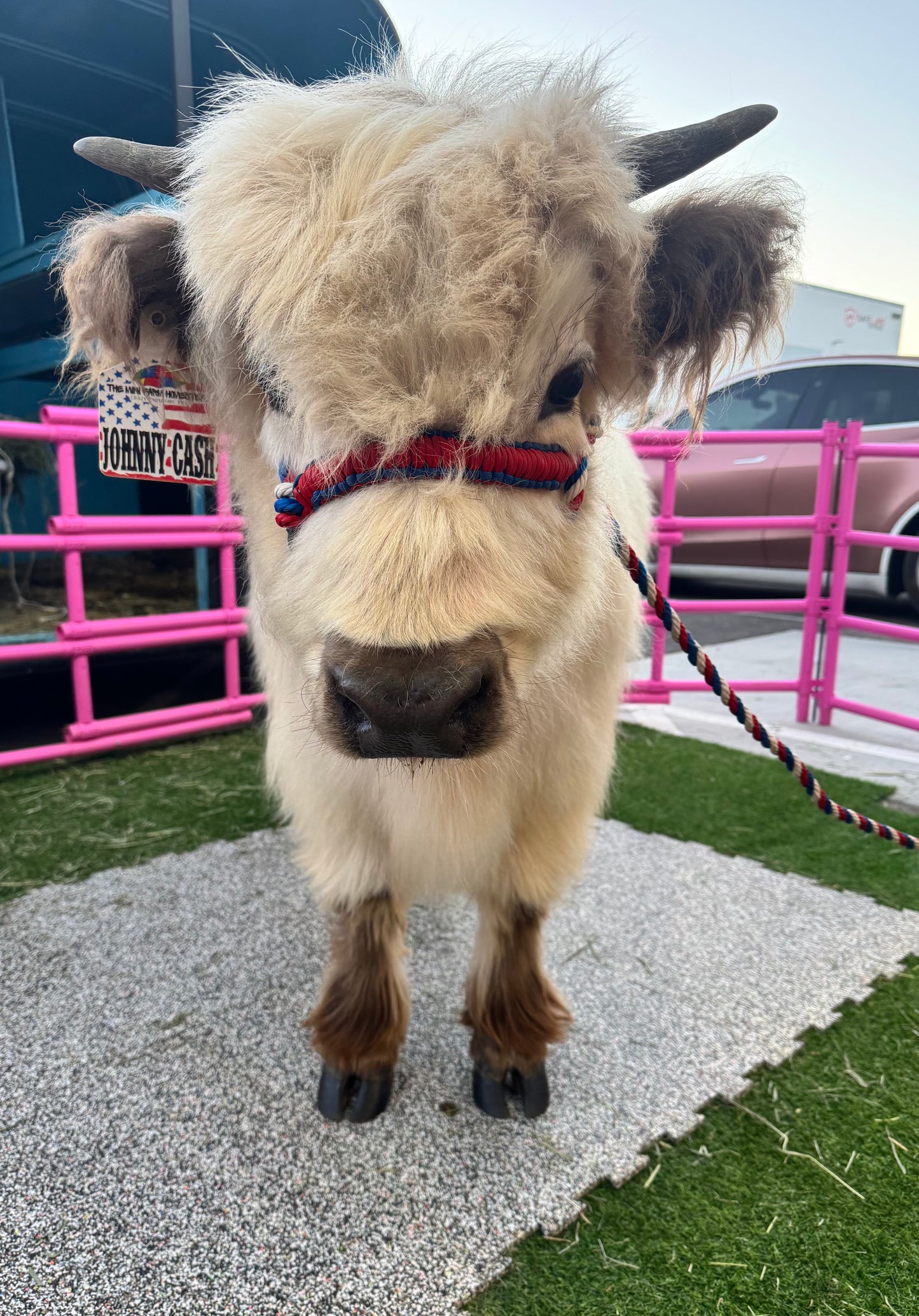 Cow Cuddles on the Go Experience for LARGE EVENTS (Festivals, Fairs, Weddings, & etc)