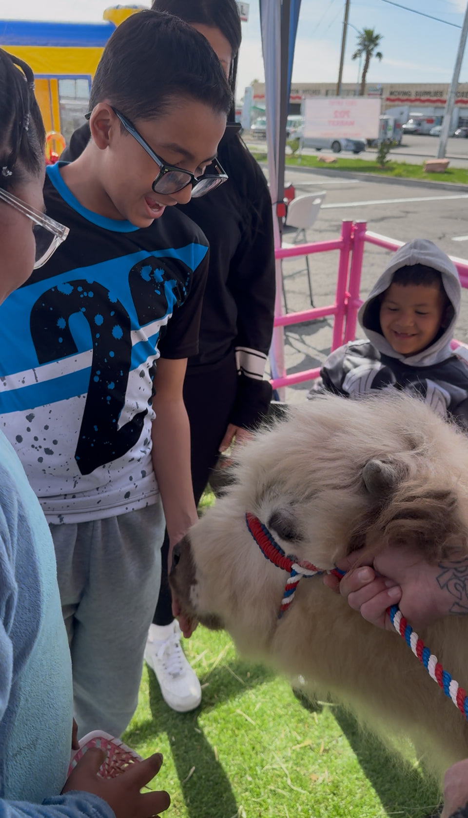 Cow Cuddles on the Go Experience for LARGE EVENTS (Festivals, Fairs, Weddings, & etc)