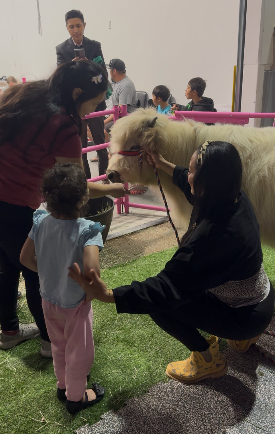 Cow Cuddles on the Go Experience for LARGE EVENTS (Festivals, Fairs, Weddings, & etc)