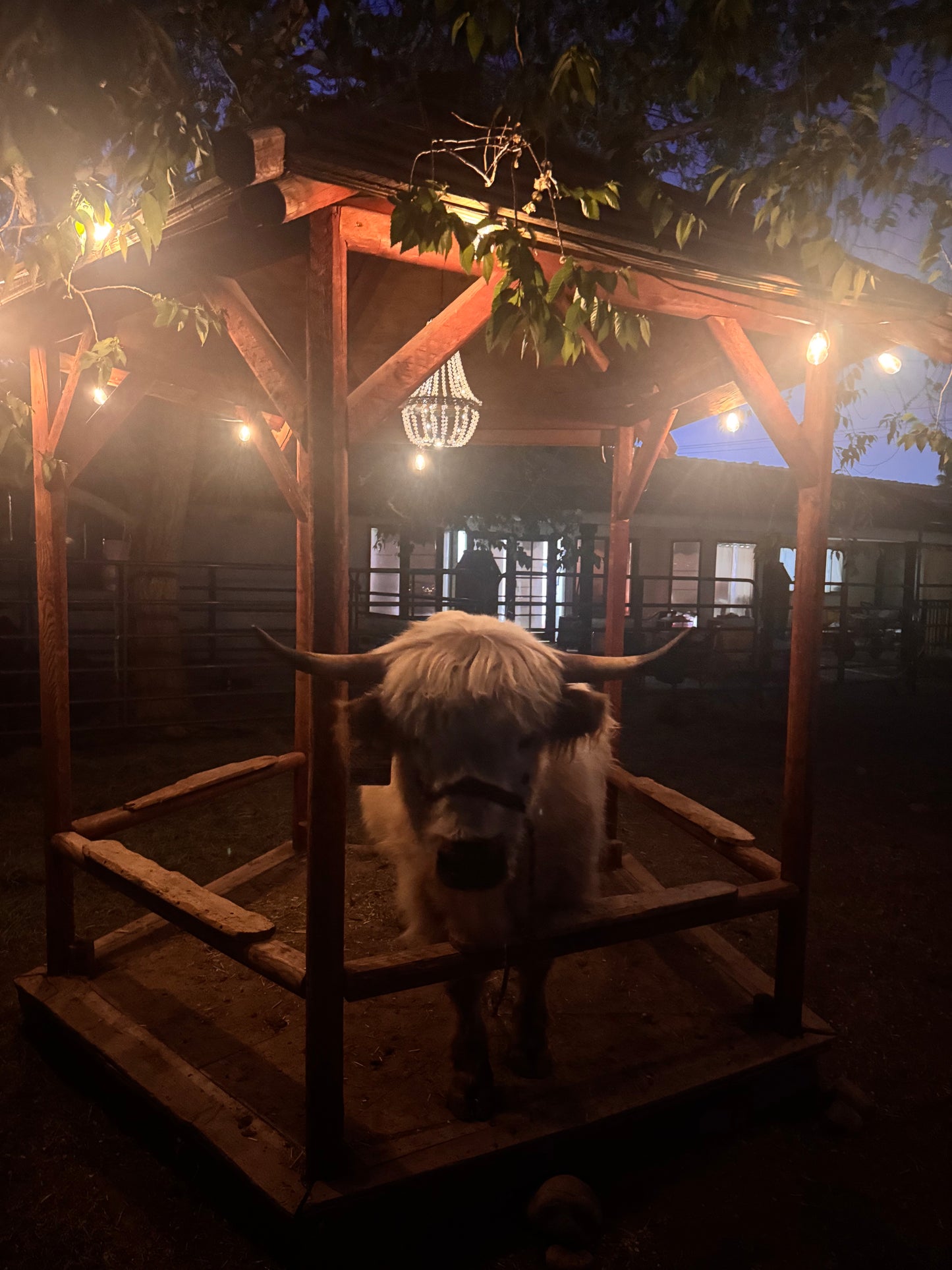 The 30 Minute Jackpot Moo-n Light Cow Cuddle Experience