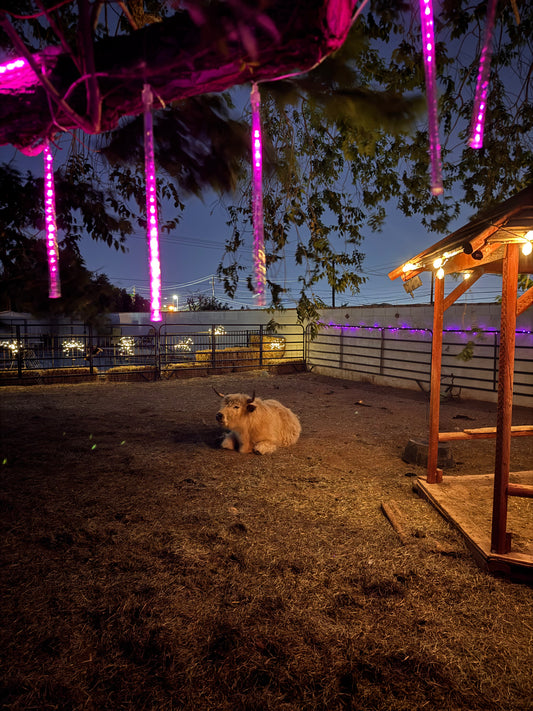 The 30 Minute Jackpot Moo-n Light Cow Cuddle Experience | (Per Experience Up to 6 people)