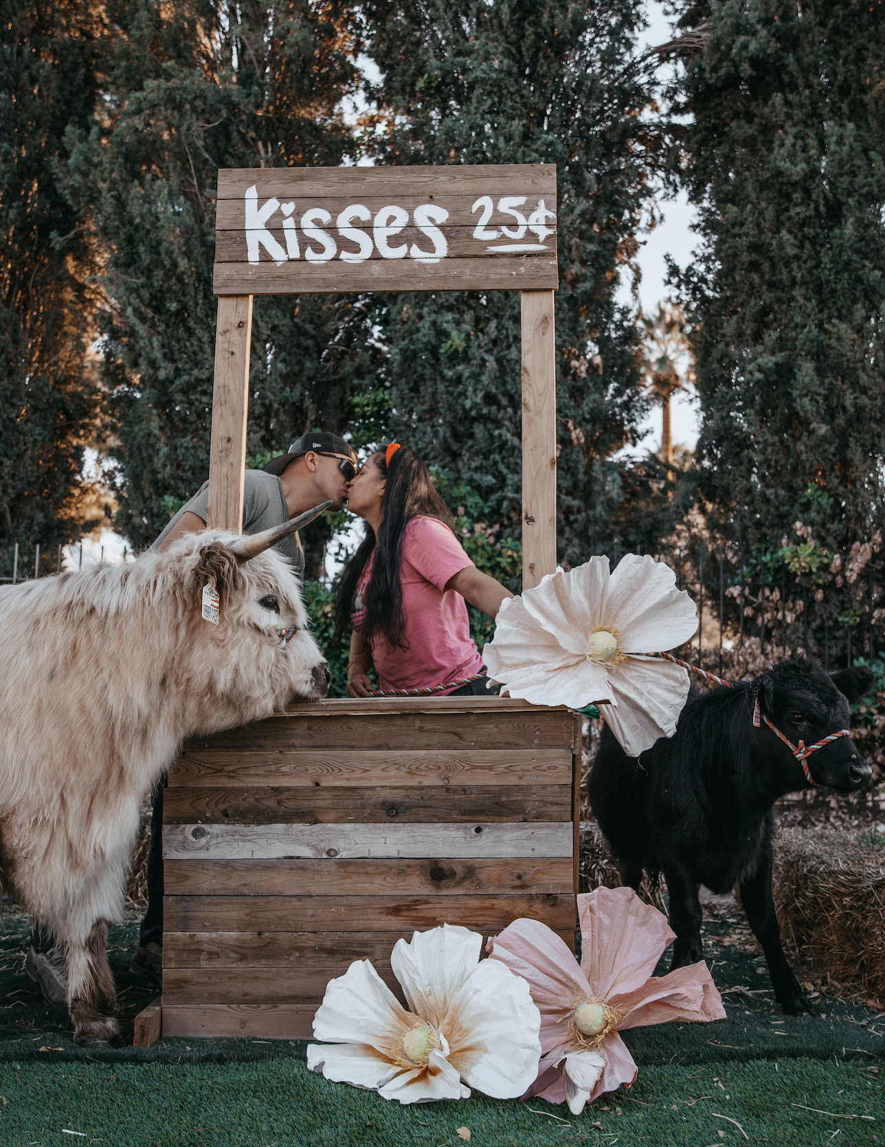 Viva Valentine’s Mini Moo Cow Cuddle Photo Experience with Three Cows | Las Vegas | 15 Minutes