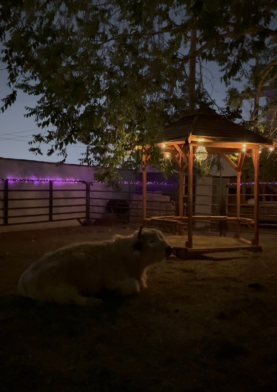 MOOnight Cow Cuddle Experience | (Per Experience Up to 6 people)