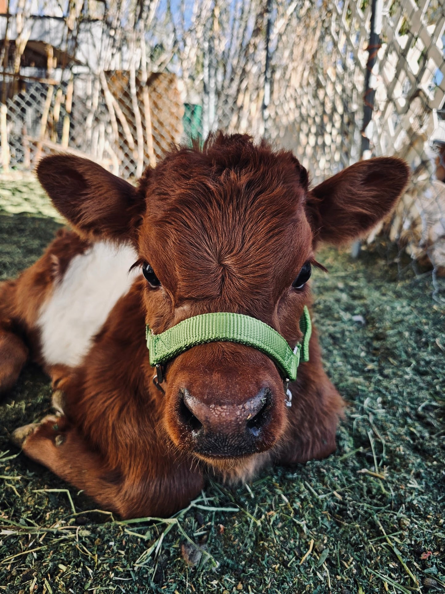 The Lucky 15 Minute Quickie Cow Cuddle Experience